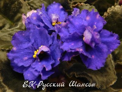 Лот: 8483182. Фото: 1. Фиалка сортовая ЕК-Русский Шансон-лист. Горшечные растения и комнатные цветы