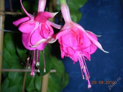 Лот: 1679295. Фото: 1. Фуксия Magenta Magic*. Горшечные растения и комнатные цветы