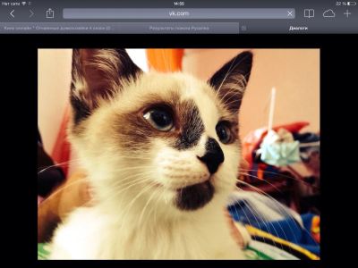 Лот: 5409663. Фото: 1. Продам кота (священная бирма). Кошки, котята