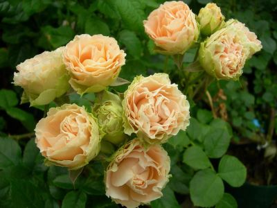 Лот: 13325485. Фото: 1. Роза Японская Сесиль де Воланж... Садовые цветы