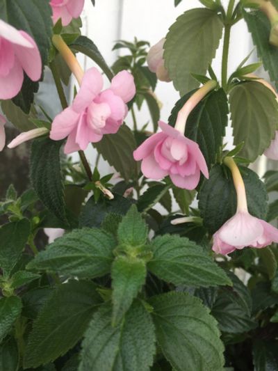 Лот: 17986498. Фото: 1. Ахименес Double Pink Rose. Горшечные растения и комнатные цветы
