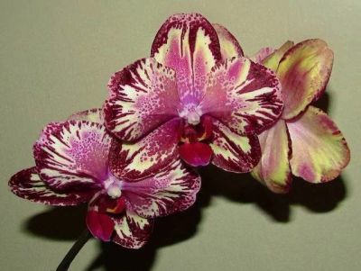 Лот: 10410532. Фото: 1. Орхидея Phal. Hsin The Big Bang... Горшечные растения и комнатные цветы