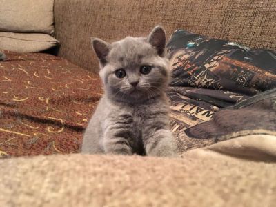 Лот: 10812664. Фото: 1. Котята шотландские. Кошки, котята