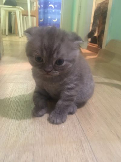 Лот: 16411810. Фото: 1. Котята шотландские. Кошки, котята