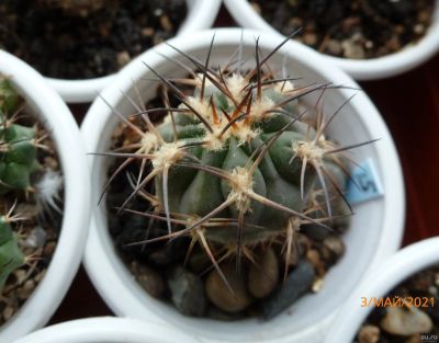 Лот: 13560724. Фото: 1. Кактус Acanthocalycium griseum. Горшечные растения и комнатные цветы