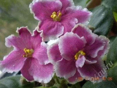 Лот: 1153336. Фото: 1. Фиалка Pink Dutches - детка. Горшечные растения и комнатные цветы