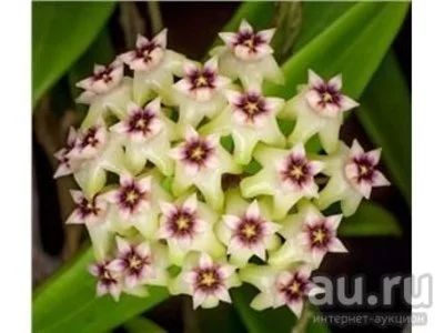 Лот: 13567549. Фото: 1. Хойя Hoya sp Bulusan. Горшечные растения и комнатные цветы