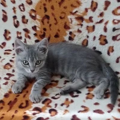 Лот: 12034690. Фото: 1. Отдам котенка в добрые руки. Кошки, котята