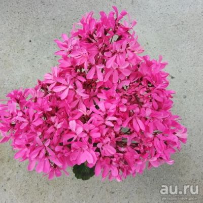 Лот: 13703544. Фото: 1. Зональная пеларгония "Ирида Танец... Горшечные растения и комнатные цветы