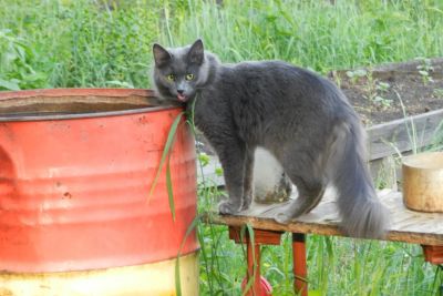 Лот: 3345331. Фото: 1. Отдам кошку крысоловку в хорошие... Кошки, котята