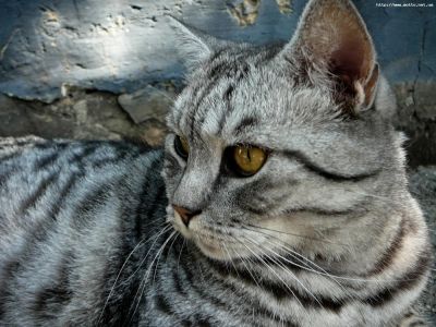 Лот: 6822695. Фото: 1. Отдам кошку в хорошие руки. Кошки, котята