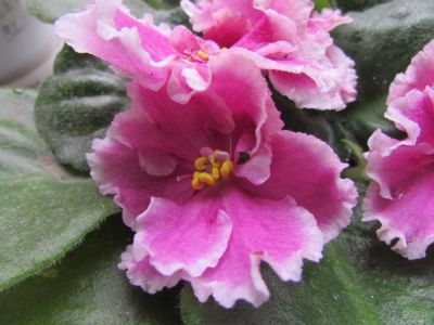 Лот: 4330851. Фото: 1. фиалка pink dutchess лист. Горшечные растения и комнатные цветы