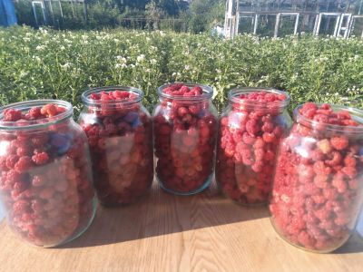 Лот: 23274176. Фото: 1. Малина (цена за 5 литров+доставка... Ягоды, орехи