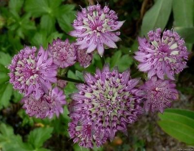 Лот: 10231573. Фото: 1. Продам астранцию крупную (Astrantia... Садовые цветы