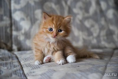 Лот: 8627559. Фото: 1. Котенок. Девочка. Полукровка... Кошки, котята