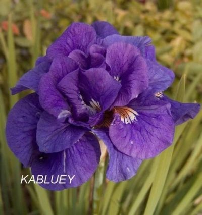 Лот: 11058361. Фото: 1. Ирис(Iris sibi. Kabluey). Садовые цветы