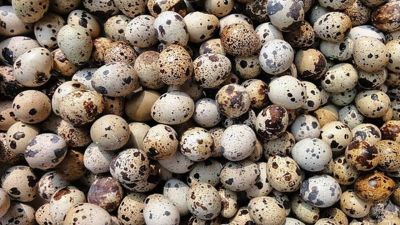 Лот: 6698042. Фото: 1. Яйцо перепелиное. Мясо, птица, яйцо