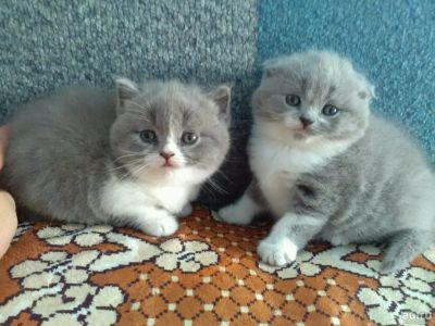 Лот: 10218622. Фото: 1. Шотландская прямоушка. Девочка. Кошки, котята