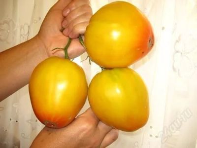 Лот: 2673969. Фото: 1. Томат Золотые купола (семена)срок... Овощи
