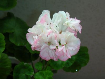 Лот: 3336652. Фото: 1. Сортовая зональная пеларгония... Горшечные растения и комнатные цветы