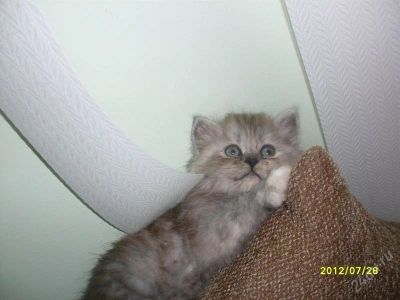 Лот: 2142830. Фото: 1. Котенок. Другое (растения и животные)