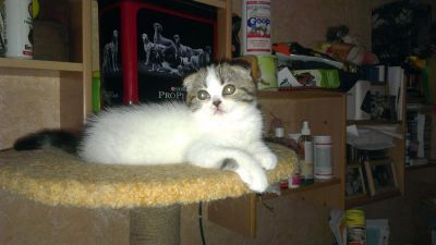 Лот: 3408645. Фото: 1. Шотландские котята. Кошки, котята