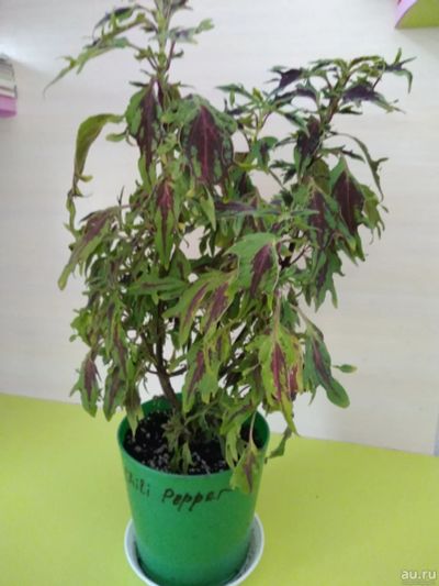 Лот: 15266135. Фото: 1. колеус chili pepper (укоренённый... Горшечные растения и комнатные цветы