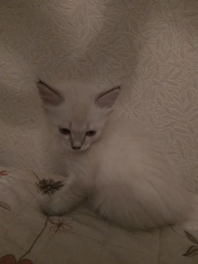 Лот: 12486518. Фото: 1. котенок. Кошки, котята