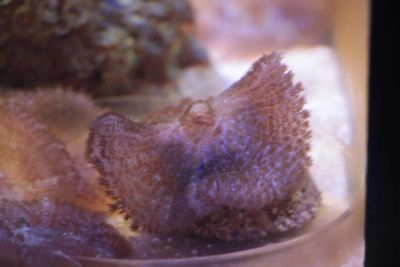 Лот: 5307686. Фото: 1. Родактис бычий глаз (Rhodactis... Моллюски, ракообразные, кораллы