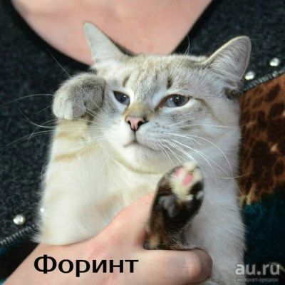 Лот: 11501693. Фото: 1. Голубоглазый котик сиамского окраса... Кошки, котята