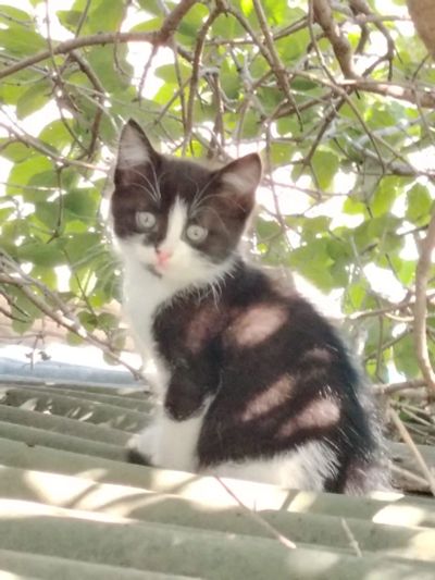 Лот: 25637615. Фото: 1. Котёнок 3 месяца. Кошки, котята