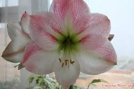Лот: 7501366. Фото: 1. Гиппеаструм Sweet Pink. Горшечные растения и комнатные цветы