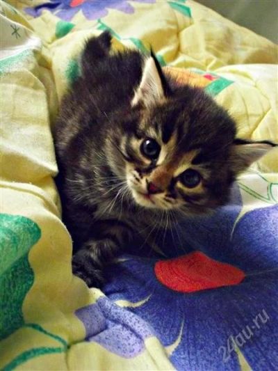 Лот: 1674885. Фото: 1. Отдам котят в добрые руки. Кошки, котята