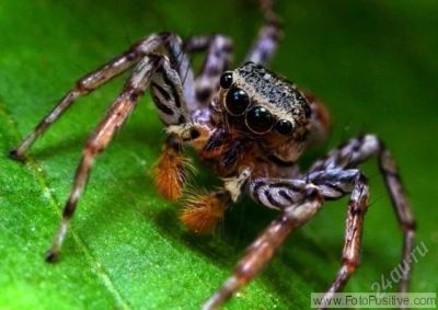 Лот: 1800631. Фото: 1. Реверсивный Макро адаптер Macro... Крышки, бленды