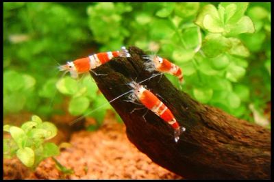 Лот: 3348102. Фото: 1. Креветки Кристалл Ред (Caridina... Моллюски, ракообразные, кораллы