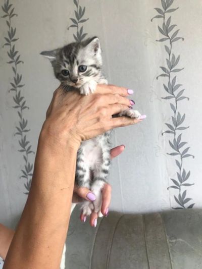 Лот: 19388512. Фото: 1. Котенок 1. Кошки, котята