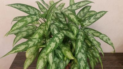 Лот: 4199056. Фото: 1. Аглаонема Treubii. Горшечные растения и комнатные цветы