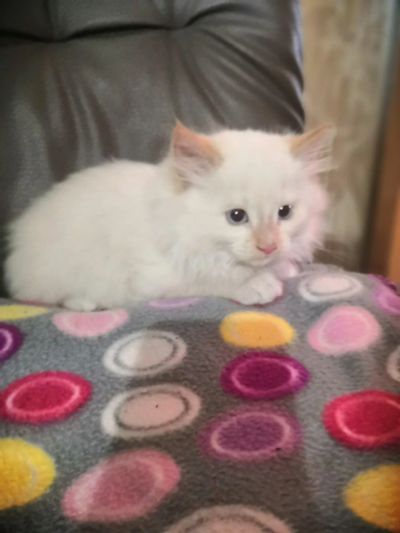 Лот: 16708683. Фото: 1. Даром кота. Кошки, котята