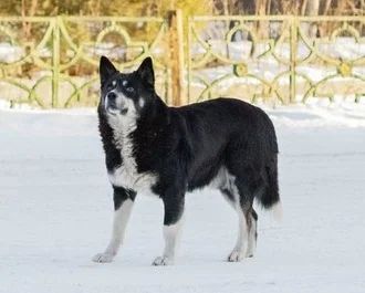 Лот: 7007749. Фото: 1. Шикарный пес в добрые руки!. Собаки, щенки
