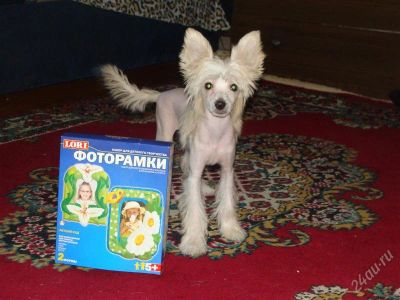 Лот: 740461. Фото: 1. Голые хохлатики!. Остальные животные
