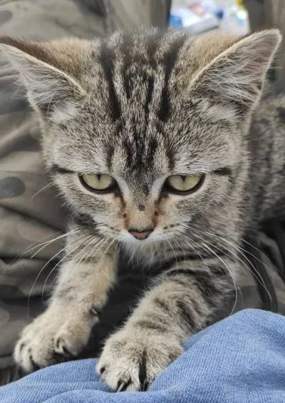 Лот: 19453572. Фото: 1. Котенка. Кошки, котята