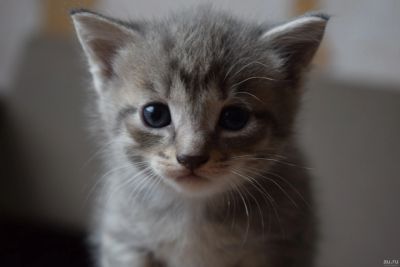Лот: 13790575. Фото: 1. Очаровательные котята. Кошки, котята