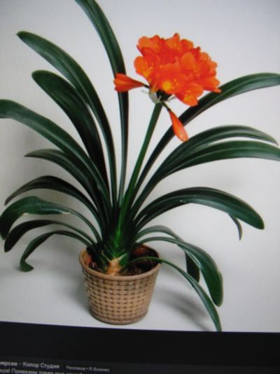 Лот: 20031211. Фото: 1. Кливия (Clivia) молодое , здоровое... Горшечные растения и комнатные цветы