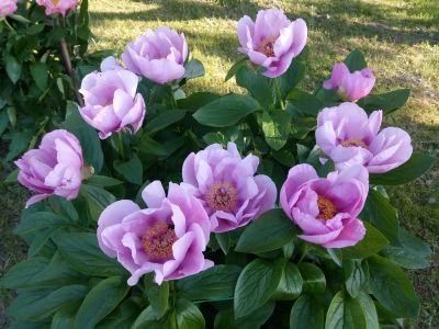 Лот: 18107172. Фото: 1. Пион May Lilac. Садовые цветы