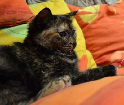 Лот: 5263206. Фото: 1. Чудесный котенок!!!. Кошки, котята
