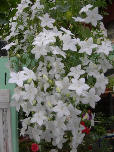 Лот: 3132356. Фото: 1. Кампанула белая (Невеста) цветущая... Горшечные растения и комнатные цветы