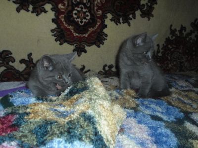 Лот: 5616000. Фото: 1. Продам британских котят. Кошки, котята
