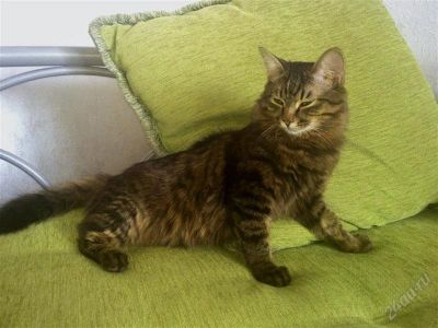 Лот: 992755. Фото: 1. Сибирский котик ищет заботливые... Остальные животные