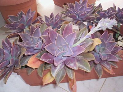 Лот: 8375445. Фото: 1. graptoveria fred ives. Горшечные растения и комнатные цветы