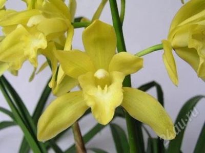 Лот: 914676. Фото: 1. Орхидея цимбидиум мини. Горшечные растения и комнатные цветы